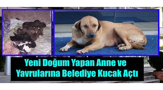 Ardeşen'de Yeni doğum Yapan Anne ve Yavrularına Belediye Kucak Açtı