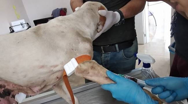 Yaralı Köpekler İçin Seferber Oldular