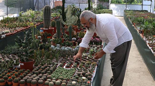 Yağmurun Başkenti Rize'de Kaktüs Yetiştiriyor