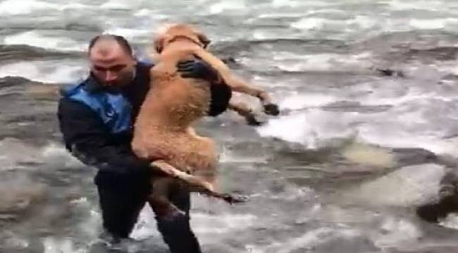 Fırtına Deresinde Zabıtadan Köpek Kurtarma Operasyonu..