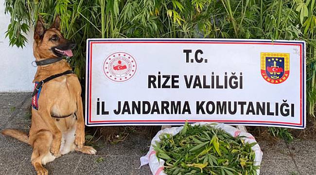 Rize'de Uyuşturucu Operasyonu