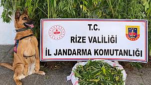 Rize'de Uyuşturucu Operasyonu